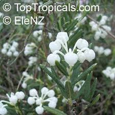 Attēlu rezultāti vaicājumam “Andromeda polifolia”