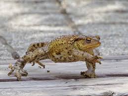 Attēlu rezultāti vaicājumam “Bufo bufo juvenile”