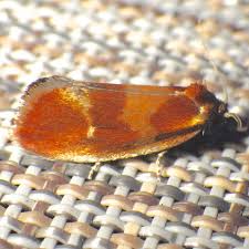 Attēlu rezultāti vaicājumam “Eulia ministrana”