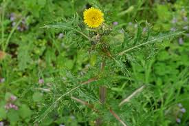 Attēlu rezultāti vaicājumam “Sonchus asper”
