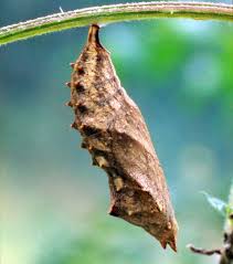 Attēlu rezultāti vaicājumam “Aglais urticae”