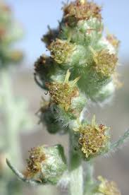 Attēlu rezultāti vaicājumam “Artemisia campestris bud”