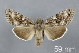 Attēlu rezultāti vaicājumam “Eurois occulta”