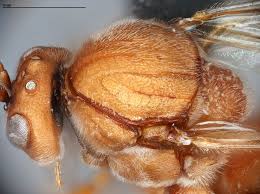 Attēlu rezultāti vaicājumam “Andricus quercuscorticis”