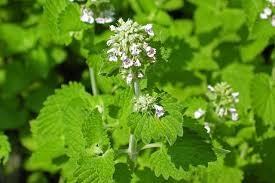 Image result for Nepeta cataria