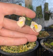Attēlu rezultāti vaicājumam “Utricularia x neglecta”
