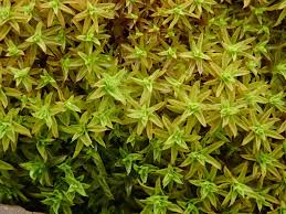 Attēlu rezultāti vaicājumam “Barbula unguiculata”