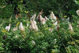 Attēlu rezultāti vaicājumam “Triphragmium ulmariae”