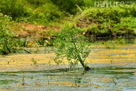 Attēlu rezultāti vaicājumam “Oenanthe aquatica”