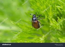 Attēlu rezultāti vaicājumam “Phyllopertha horticola”
