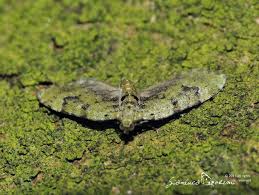 Attēlu rezultāti vaicājumam “Chloroclystis v-ata”