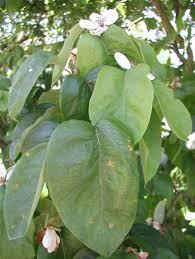 Attēlu rezultāti vaicājumam “Gymnosporangium sp.”