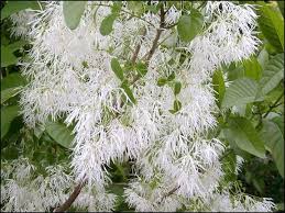 Attēlu rezultāti vaicājumam “Chionanthus virginicus flower”