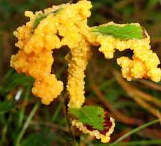 Attēlu rezultāti vaicājumam “Oenothera rubricauli”