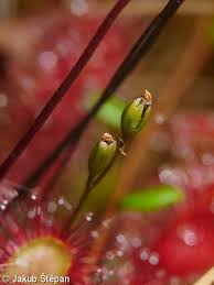 Attēlu rezultāti vaicājumam “Drosera x obovata leaf”