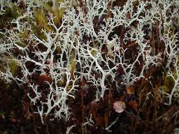 Attēlu rezultāti vaicājumam “Cladonia mitis”