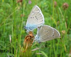Attēlu rezultāti vaicājumam “Cyaniris semiargus underside”