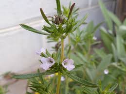 Image result for Satureja hortensis