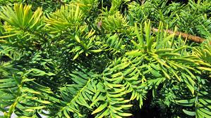 Attēlu rezultāti vaicājumam “Taxus baccata leaf”