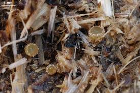 Attēlu rezultāti vaicājumam “Ascobolus furfuraceus”