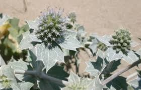 Attēlu rezultāti vaicājumam “Eryngium maritimum bud”