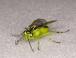 Attēlu rezultāti vaicājumam “Rhogogaster viridis”