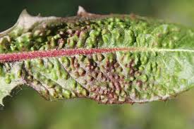 Attēlu rezultāti vaicājumam “Trioza dispar”