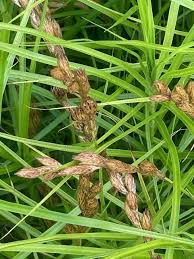 Attēlu rezultāti vaicājumam “Carex leporina”