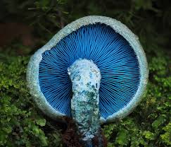 Attēlu rezultāti vaicājumam “Physarum pezizoideum stalked”