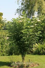 Attēlu rezultāti vaicājumam “Sambucus nigra”