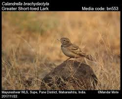 Image result for Calandrella brachydactyla