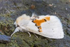 Attēlu rezultāti vaicājumam “Leucodonta bicoloria imago”