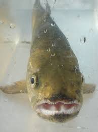 Image result for Salmo marmoratus