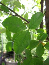 Attēlu rezultāti vaicājumam “Laburnum anagyroides leaf”