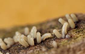 Attēlu rezultāti vaicājumam “Stemonitopsis typhina young”