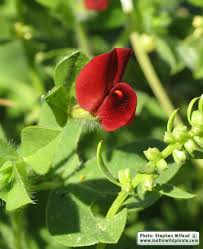 Image result for Lotus tetragonolobus