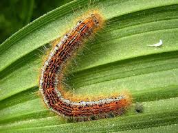 Attēlu rezultāti vaicājumam “Malacosoma neustria larva”