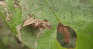 Attēlu rezultāti vaicājumam “Agrochola litura imago”