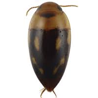 Attēlu rezultāti vaicājumam “Lycogala convexum young”