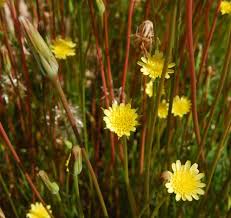 Attēlu rezultāti vaicājumam “Symphytocarpus trechisporus young”