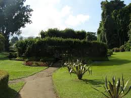 Image result for шри ланка королевский ботанический сад