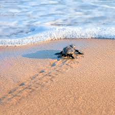 Image result for Caretta caretta