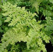 Attēlu rezultāti vaicājumam “Dicranella crispa”