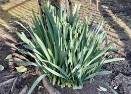 Attēlu rezultāti vaicājumam “Narcissus leaf”