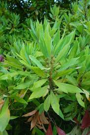 Attēlu rezultāti vaicājumam “Polymerus palustris”