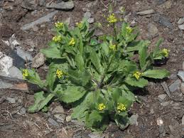 Attēlu rezultāti vaicājumam “Draba nemorosa”