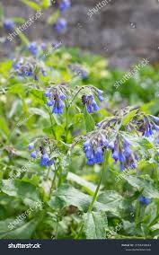 Attēlu rezultāti vaicājumam “Symphytum grandiflorum flower”