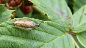 Attēlu rezultāti vaicājumam “Ectobius sylvestris male”