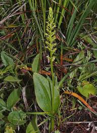 Attēlu rezultāti vaicājumam “Malaxis monophyllos flower”