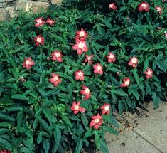 Image result for Abelmoschus moschatus